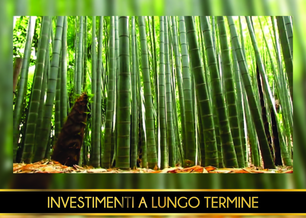 Investimenti lungo termine Forever Bambù 28 tranche 1